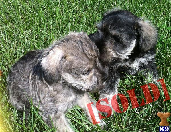 Mini Schnauzer Pups
